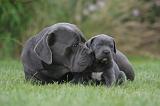CANE CORSO 1322